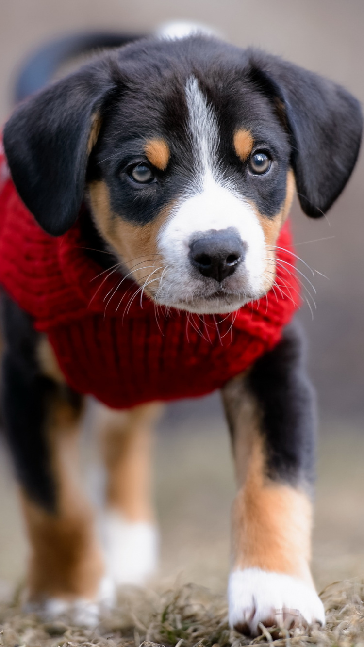Dog, Dog Breed, Appenzeller Sennenhund, Bernese Mountain Dog, Entlebucher Mountain Dog. Wallpaper in 750x1334 Resolution
