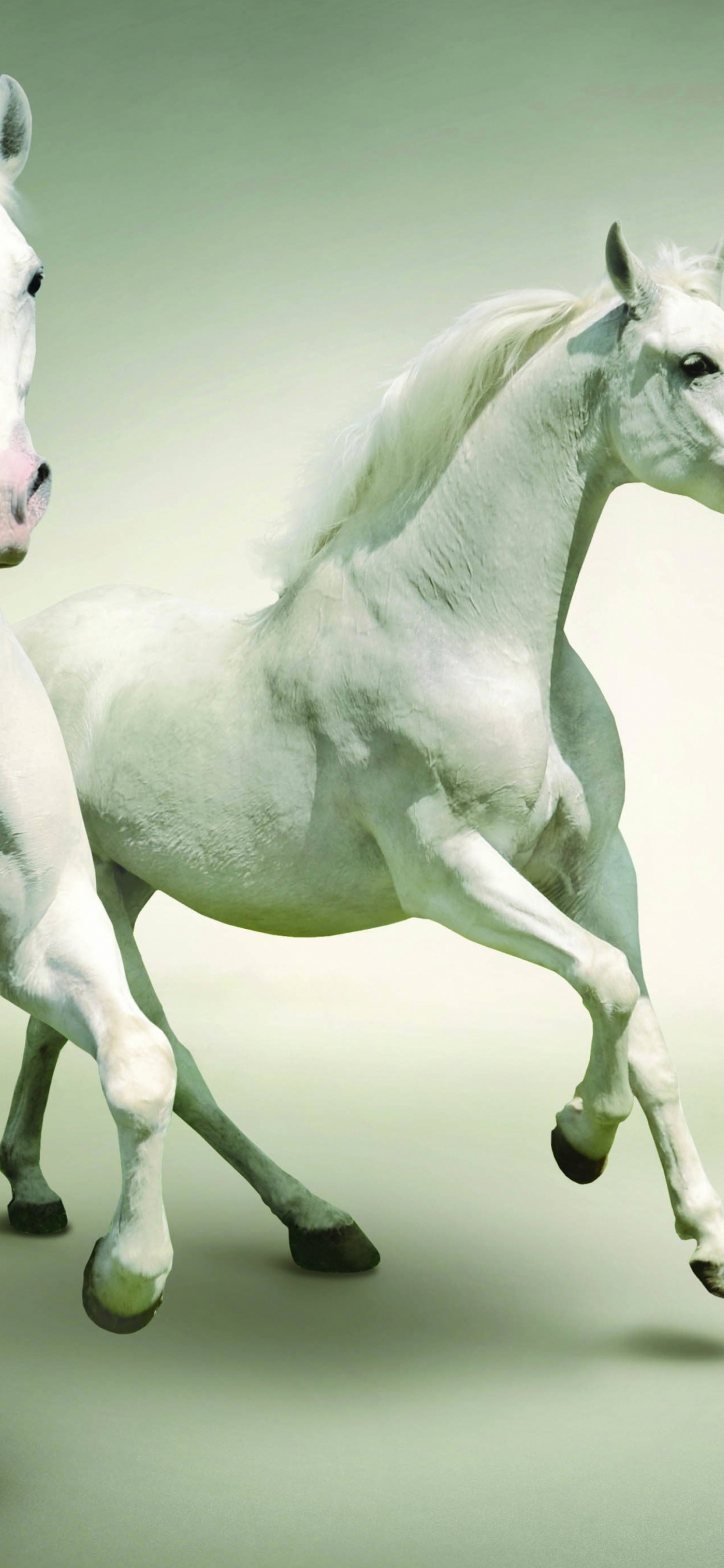 Weißes Pferd Mit Schwarz-weiß Gepunktetem Hemd. Wallpaper in 1125x2436 Resolution
