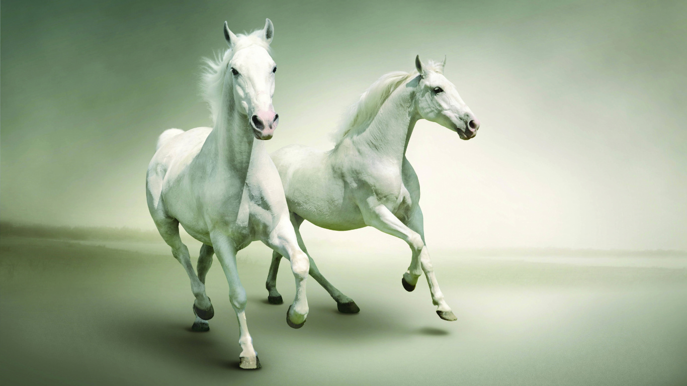 Weißes Pferd Mit Schwarz-weiß Gepunktetem Hemd. Wallpaper in 1366x768 Resolution
