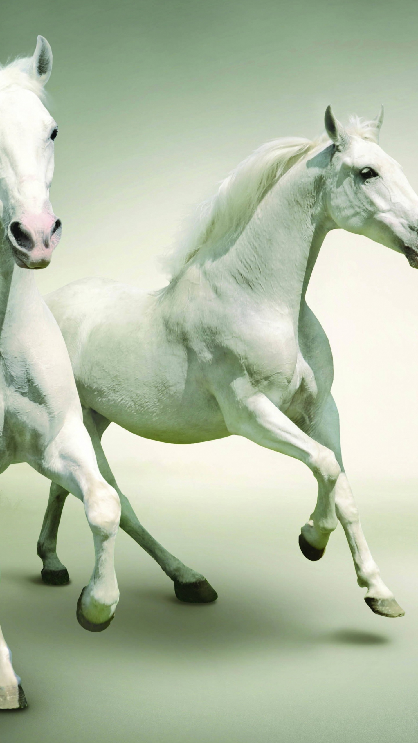 Weißes Pferd Mit Schwarz-weiß Gepunktetem Hemd. Wallpaper in 1440x2560 Resolution
