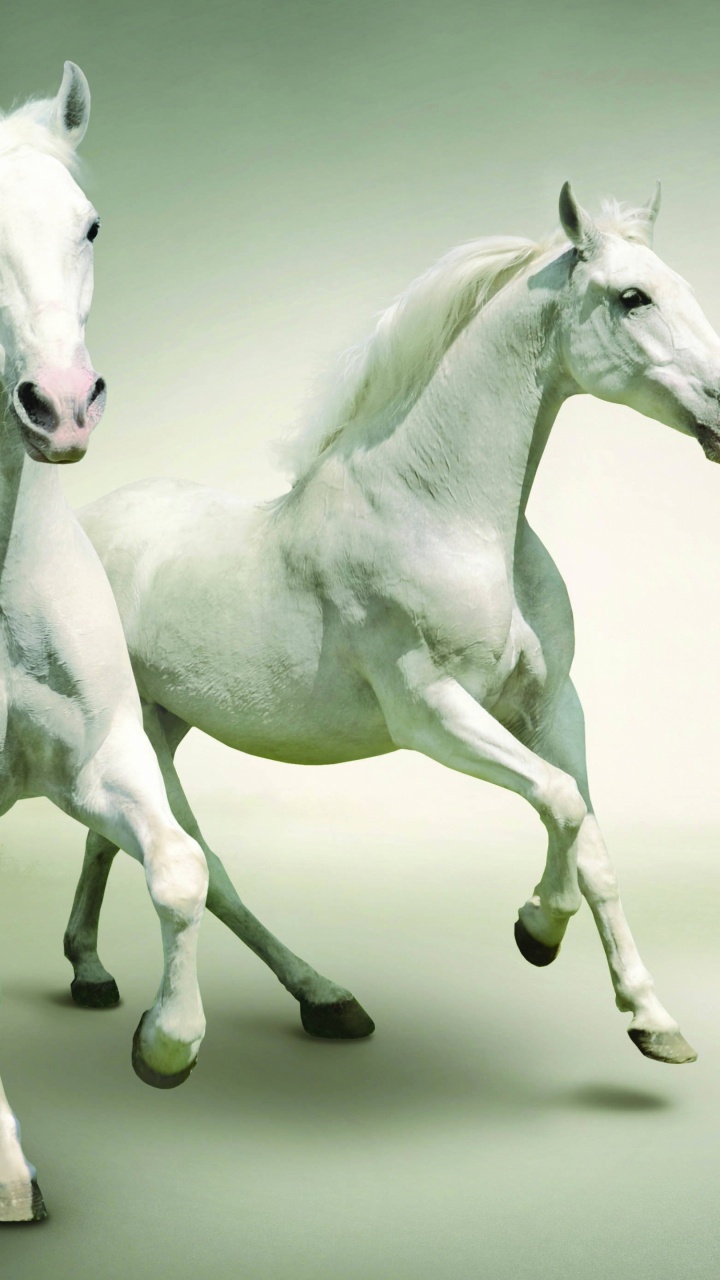 Weißes Pferd Mit Schwarz-weiß Gepunktetem Hemd. Wallpaper in 720x1280 Resolution