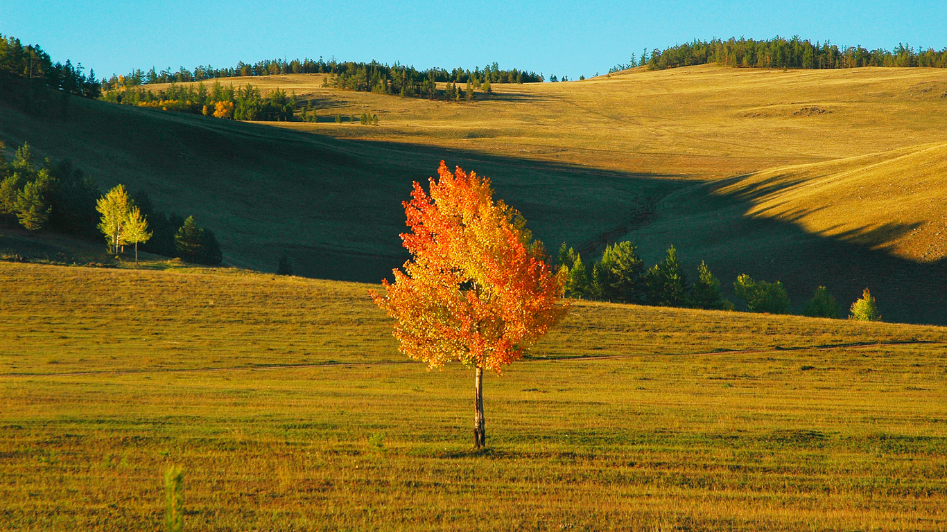 Arbre à Feuilles Rouges Sur Terrain D'herbe Verte Pendant la Journée. Wallpaper in 1366x768 Resolution