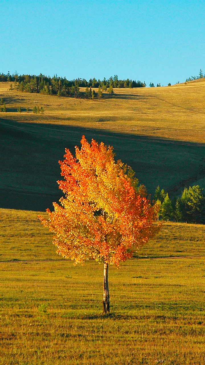 Árbol de Hoja Roja en el Campo de Hierba Verde Durante el Día. Wallpaper in 720x1280 Resolution