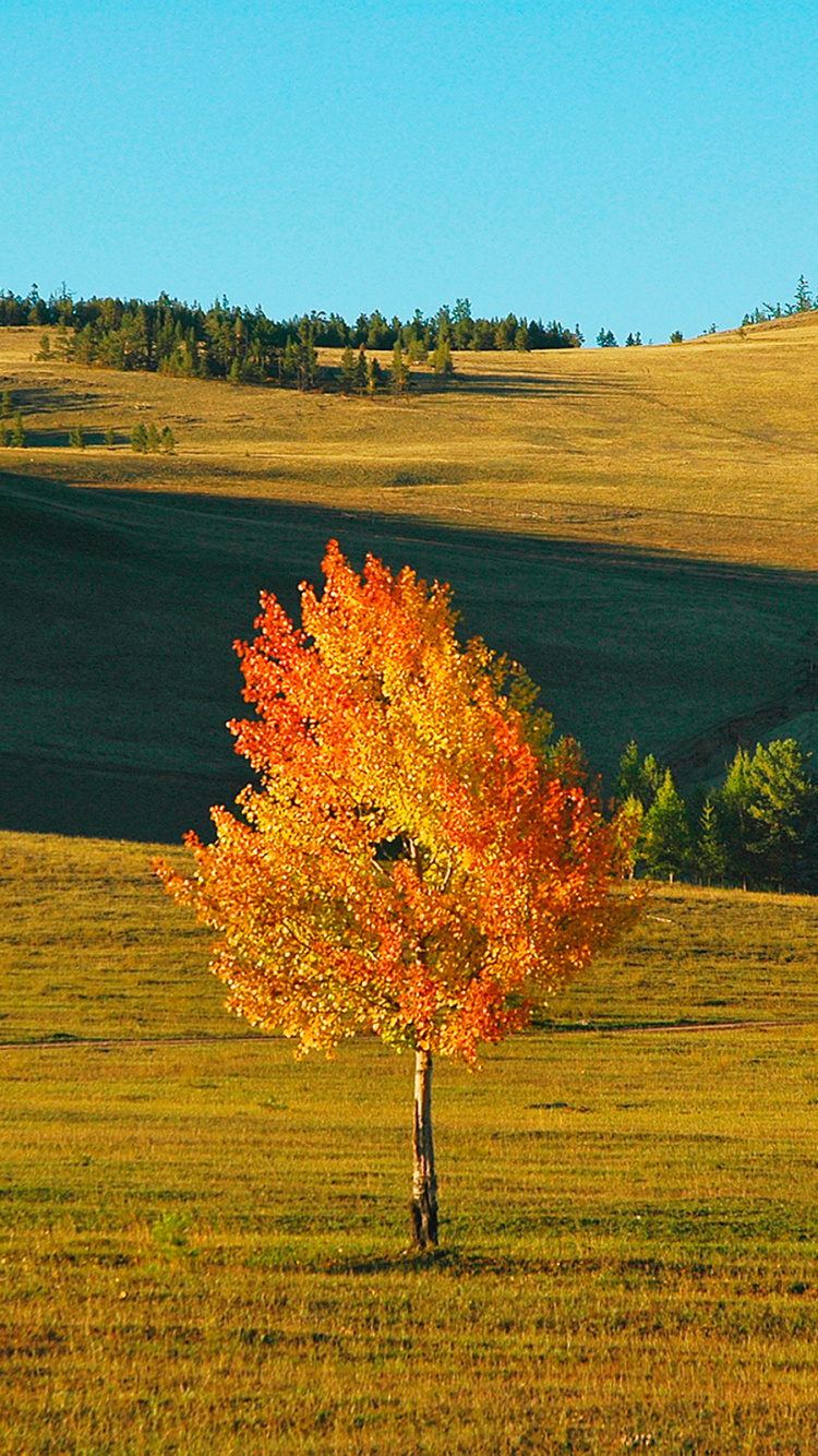 Árbol de Hoja Roja en el Campo de Hierba Verde Durante el Día. Wallpaper in 750x1334 Resolution