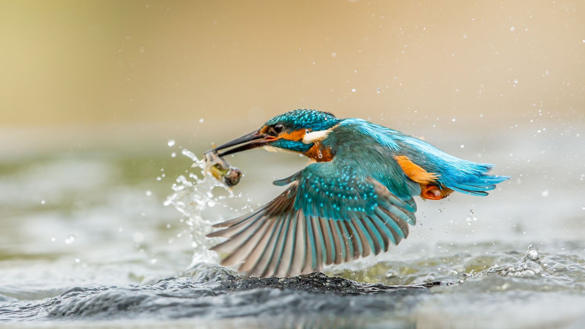 Pájaro Azul y Verde en el Agua. Wallpaper in 1920x1080 Resolution