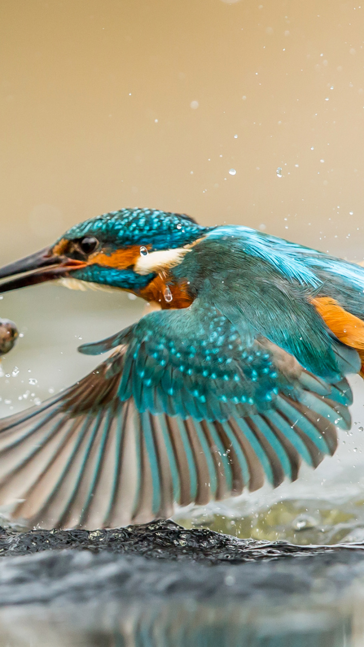 Pájaro Azul y Verde en el Agua. Wallpaper in 750x1334 Resolution