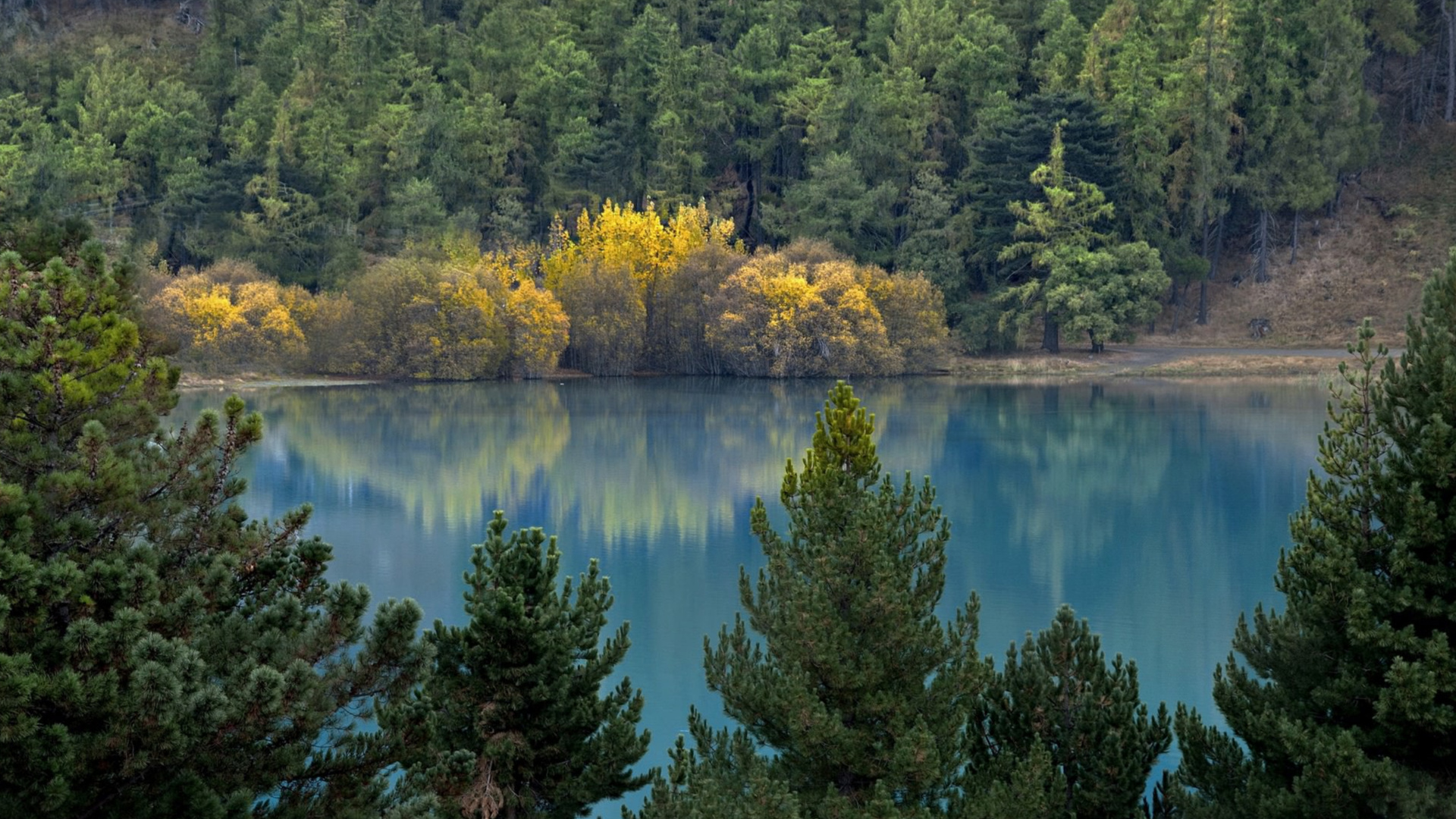Árboles Verdes y Amarillos Junto al Lago Durante el Día. Wallpaper in 1920x1080 Resolution