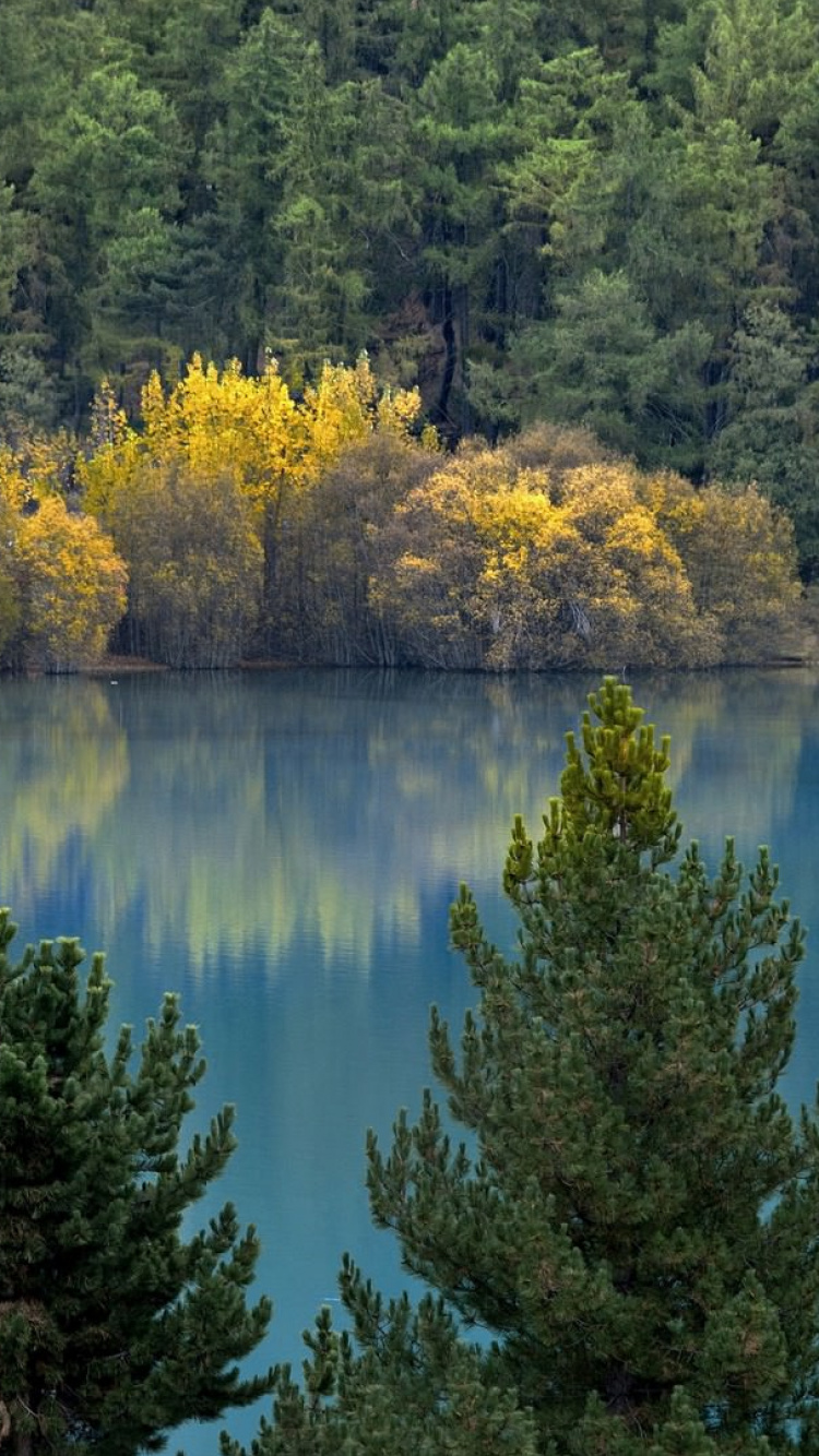 Árboles Verdes y Amarillos Junto al Lago Durante el Día. Wallpaper in 750x1334 Resolution