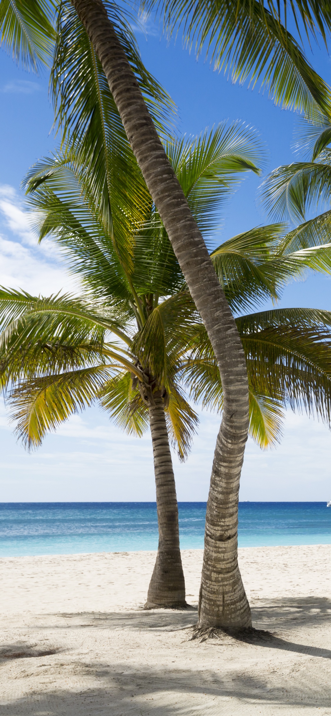 Green Coconut Tree on White Sand Beach During Daytime. Wallpaper in 1125x2436 Resolution