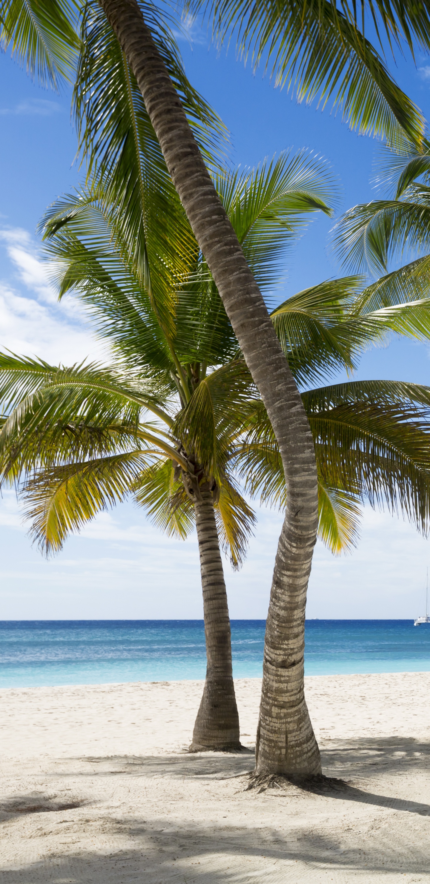 Green Coconut Tree on White Sand Beach During Daytime. Wallpaper in 1440x2960 Resolution