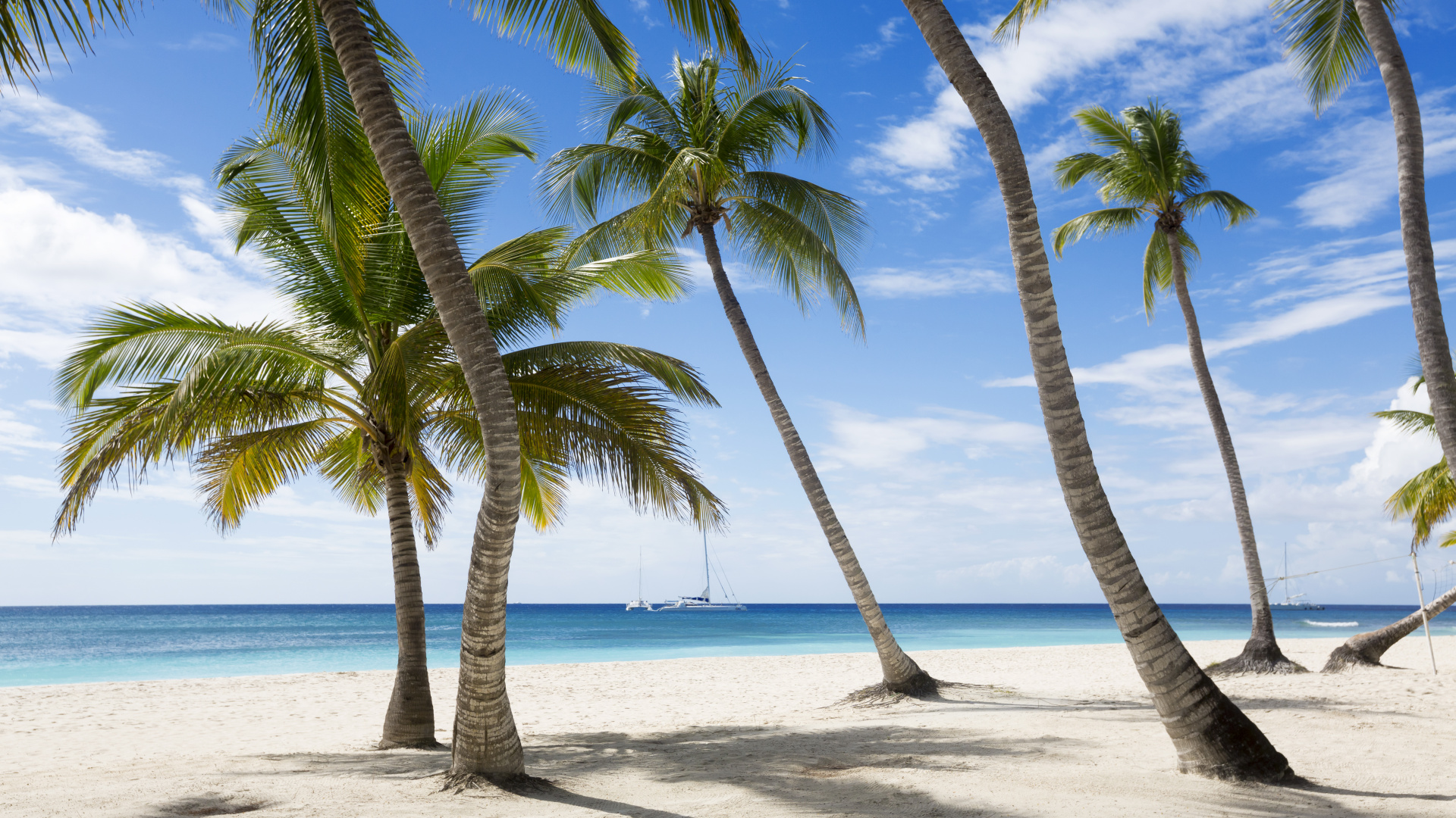 Green Coconut Tree on White Sand Beach During Daytime. Wallpaper in 1920x1080 Resolution