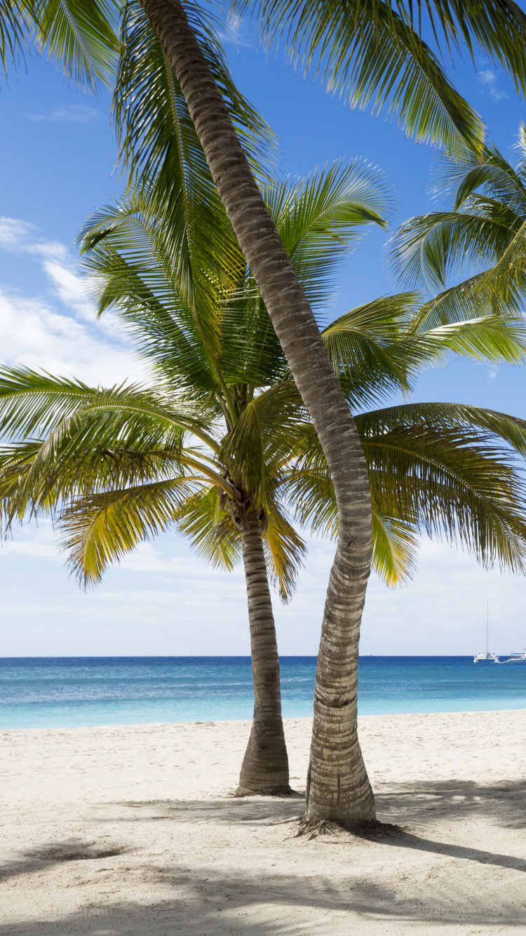 Green Coconut Tree on White Sand Beach During Daytime. Wallpaper in 750x1334 Resolution