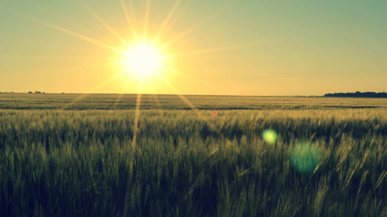 Green Grass Field During Sunrise. Wallpaper in 1280x720 Resolution