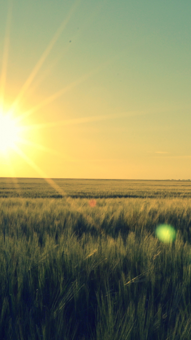 Green Grass Field During Sunrise. Wallpaper in 750x1334 Resolution