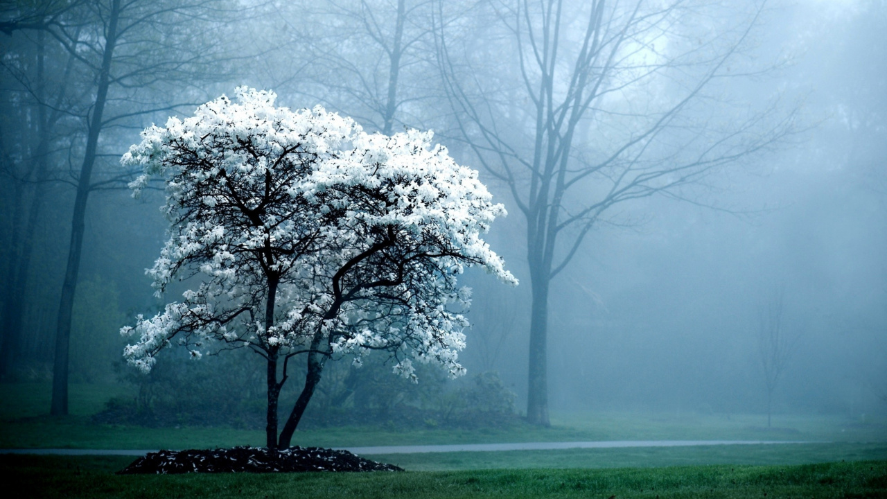Weißer Blattbaum Auf Grüner Wiese Bei Nebligen Wetter. Wallpaper in 1280x720 Resolution