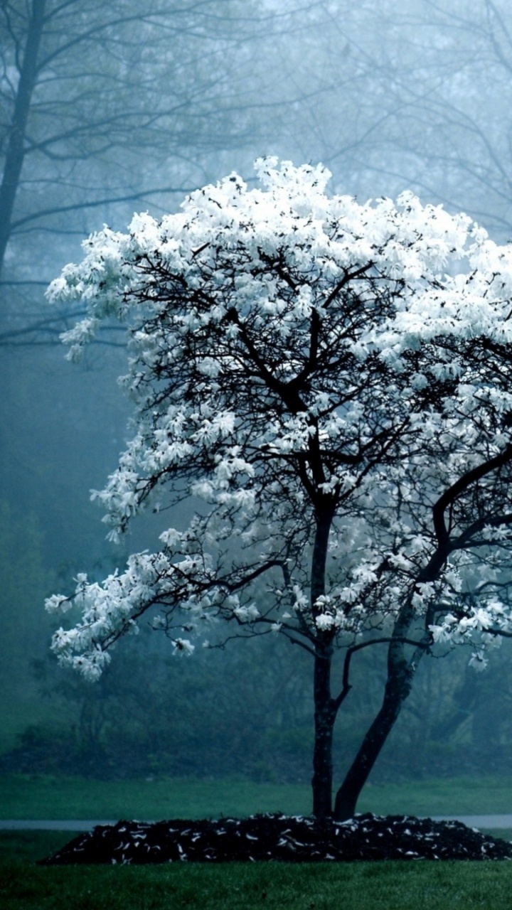 Weißer Blattbaum Auf Grüner Wiese Bei Nebligen Wetter. Wallpaper in 720x1280 Resolution