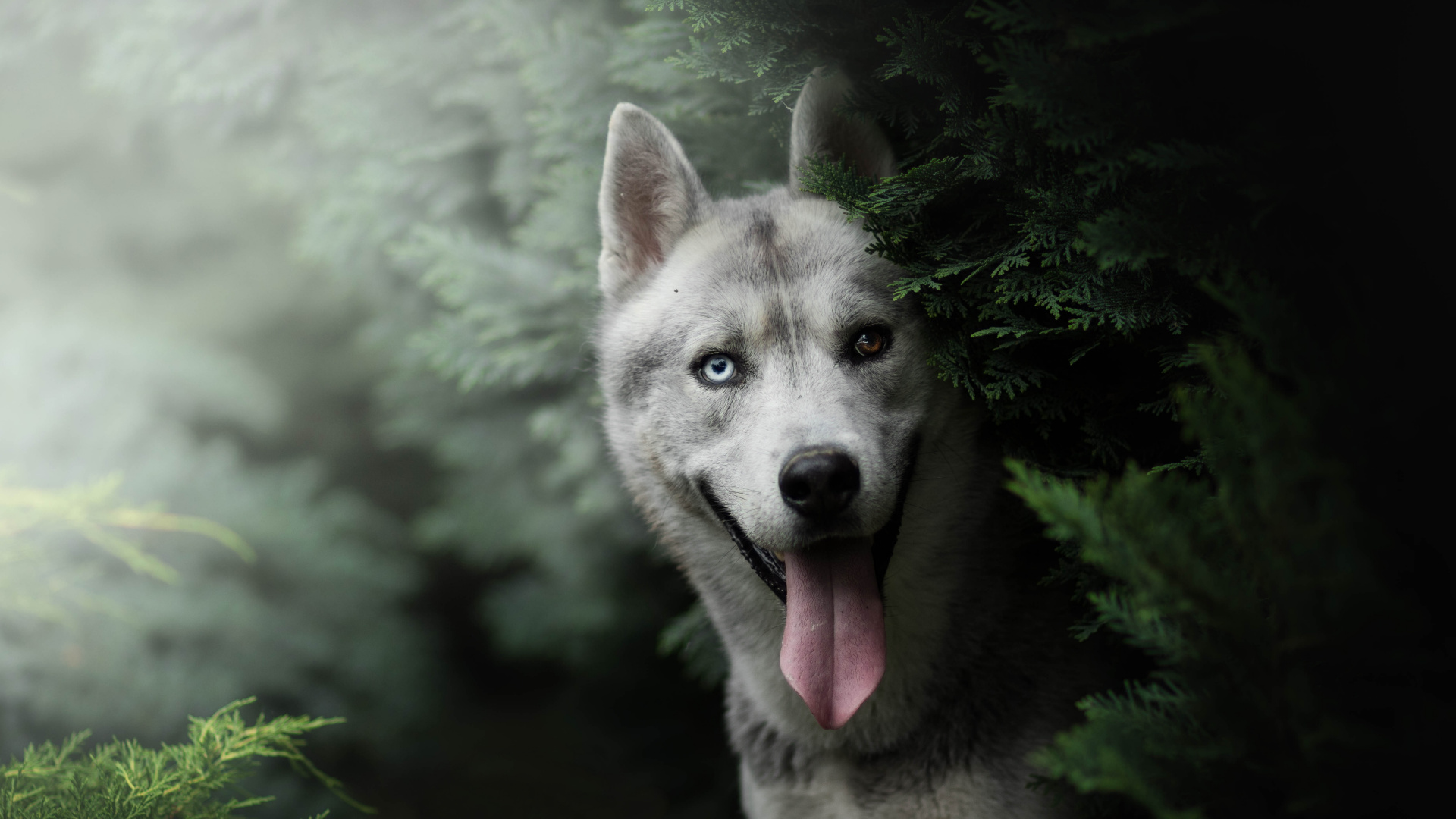 White and Black Siberian Husky. Wallpaper in 1920x1080 Resolution