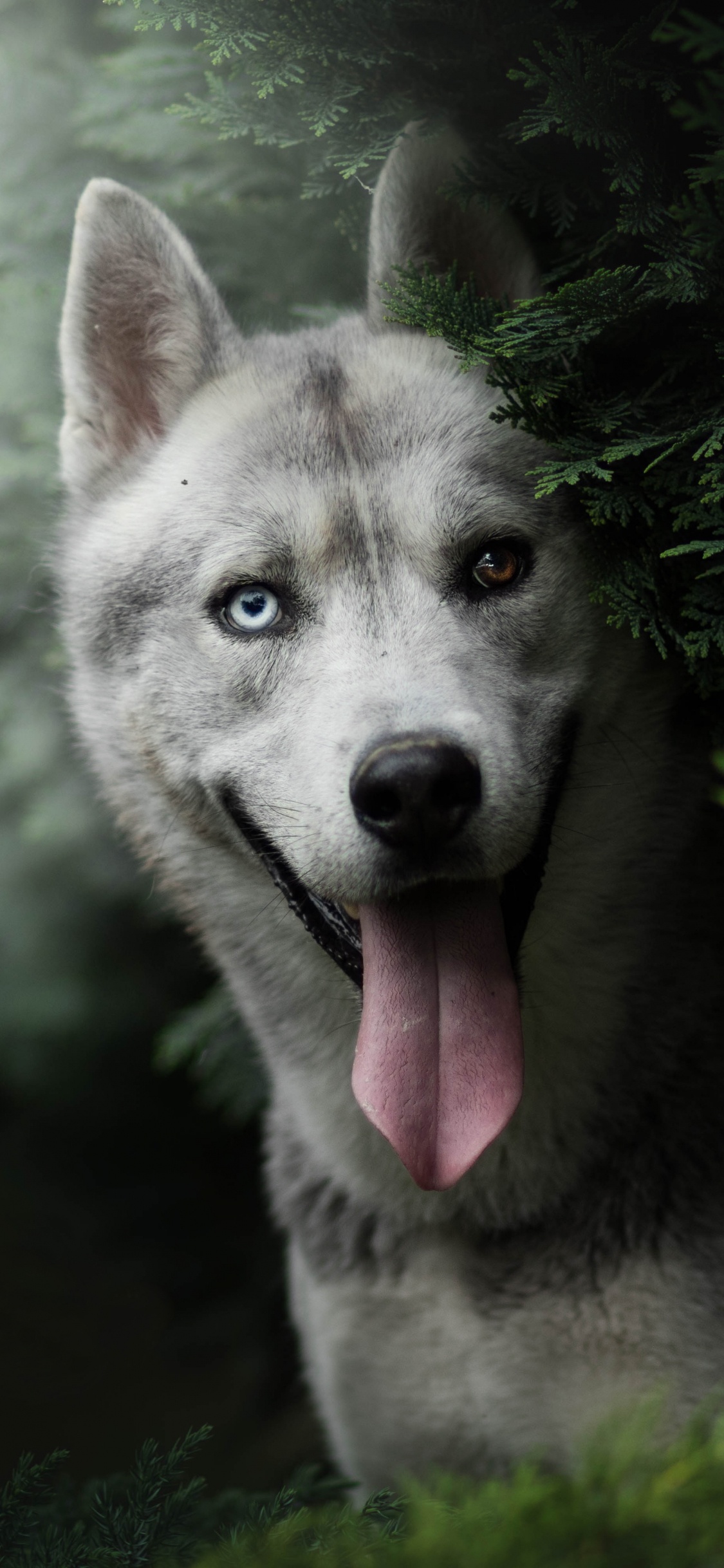 赫斯基, 品种的狗, Saarloos那只狼狗, 小狗, 那只狼狗 壁纸 1125x2436 允许