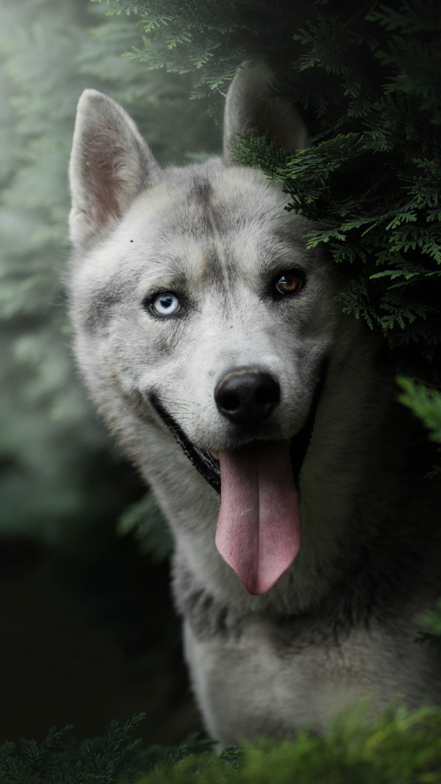 赫斯基, 品种的狗, Saarloos那只狼狗, 小狗, 那只狼狗 壁纸 1440x2560 允许