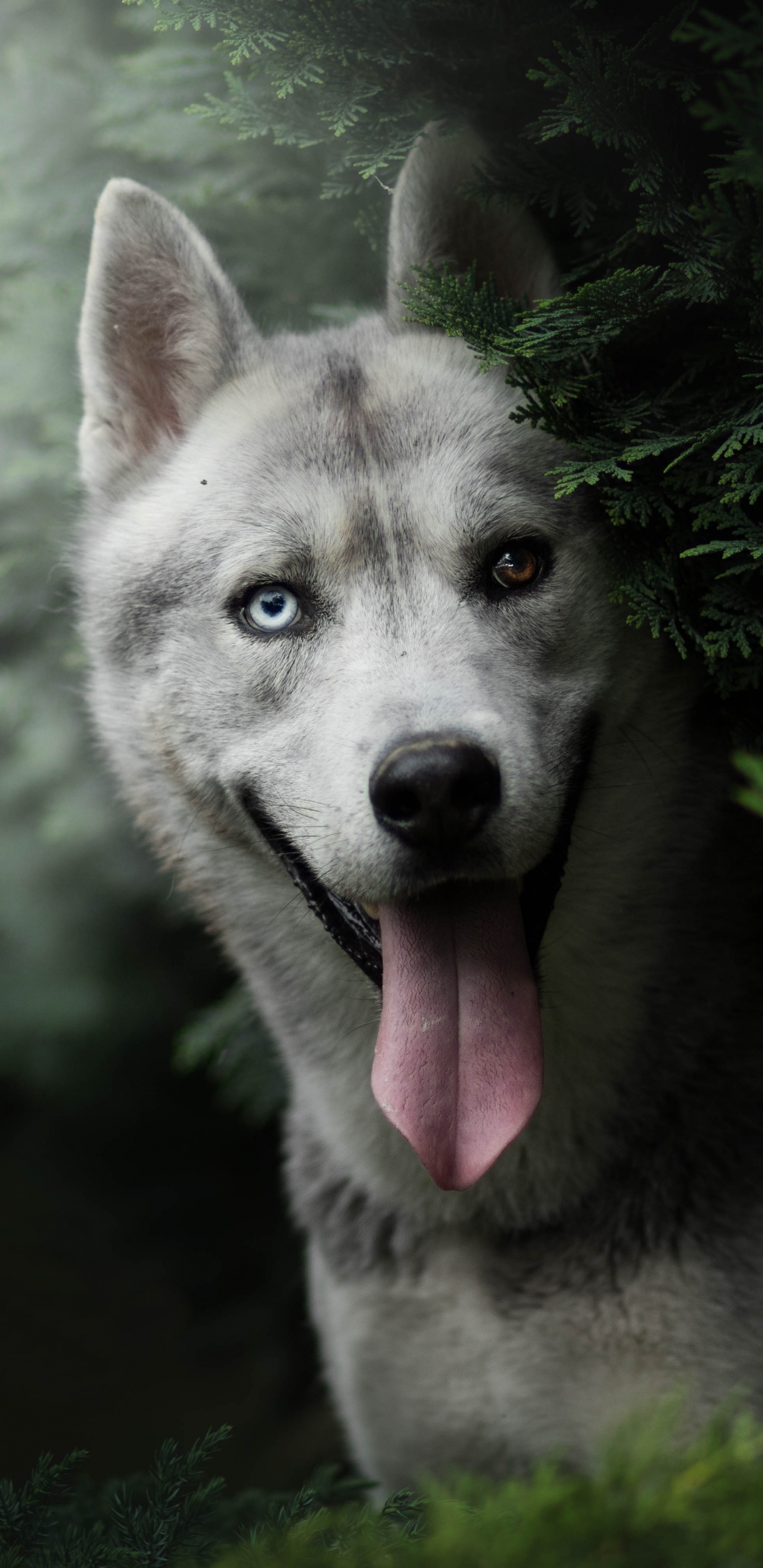 赫斯基, 品种的狗, Saarloos那只狼狗, 小狗, 那只狼狗 壁纸 1440x2960 允许