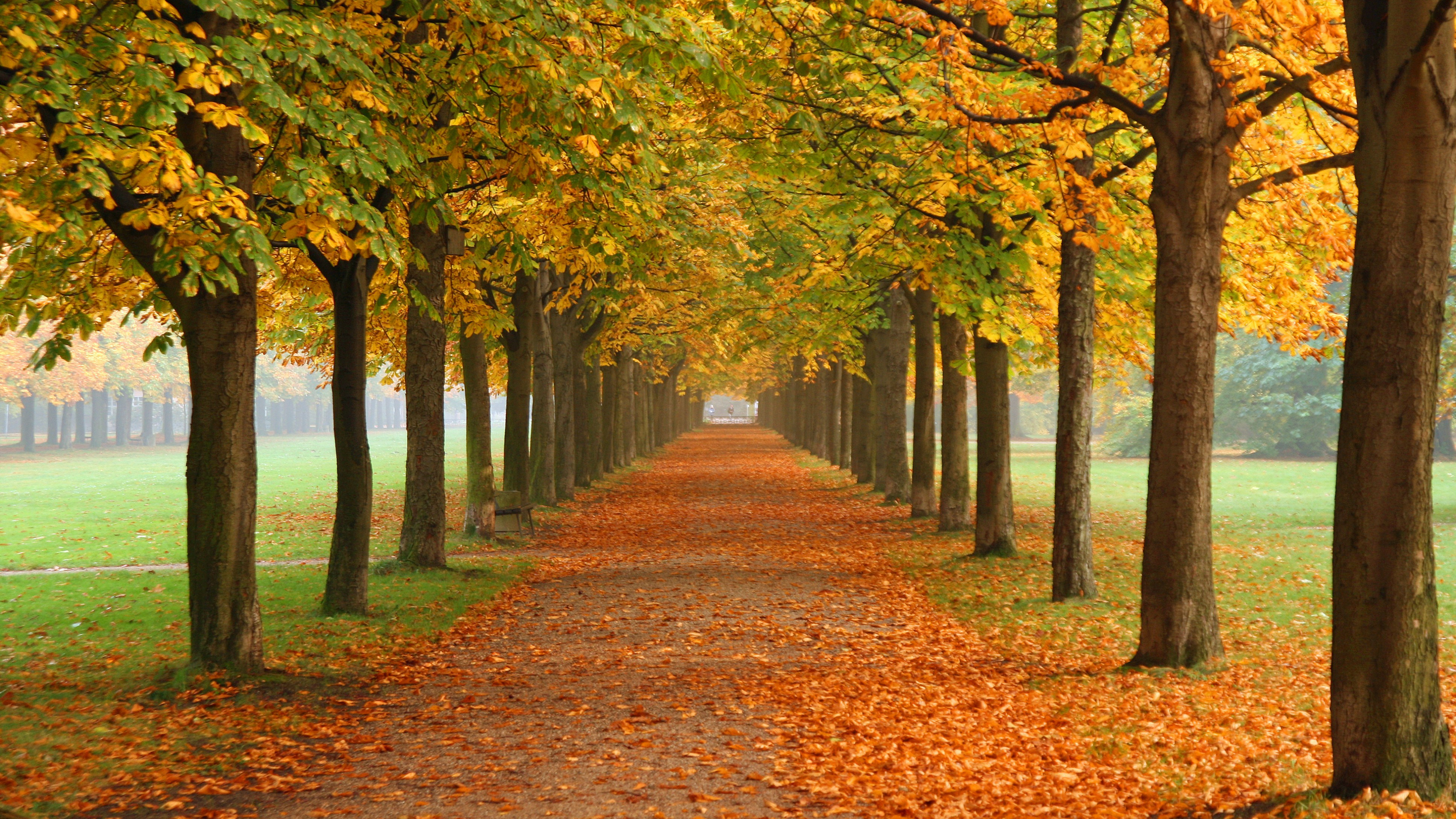 Brown Leaves on The Ground. Wallpaper in 3840x2160 Resolution