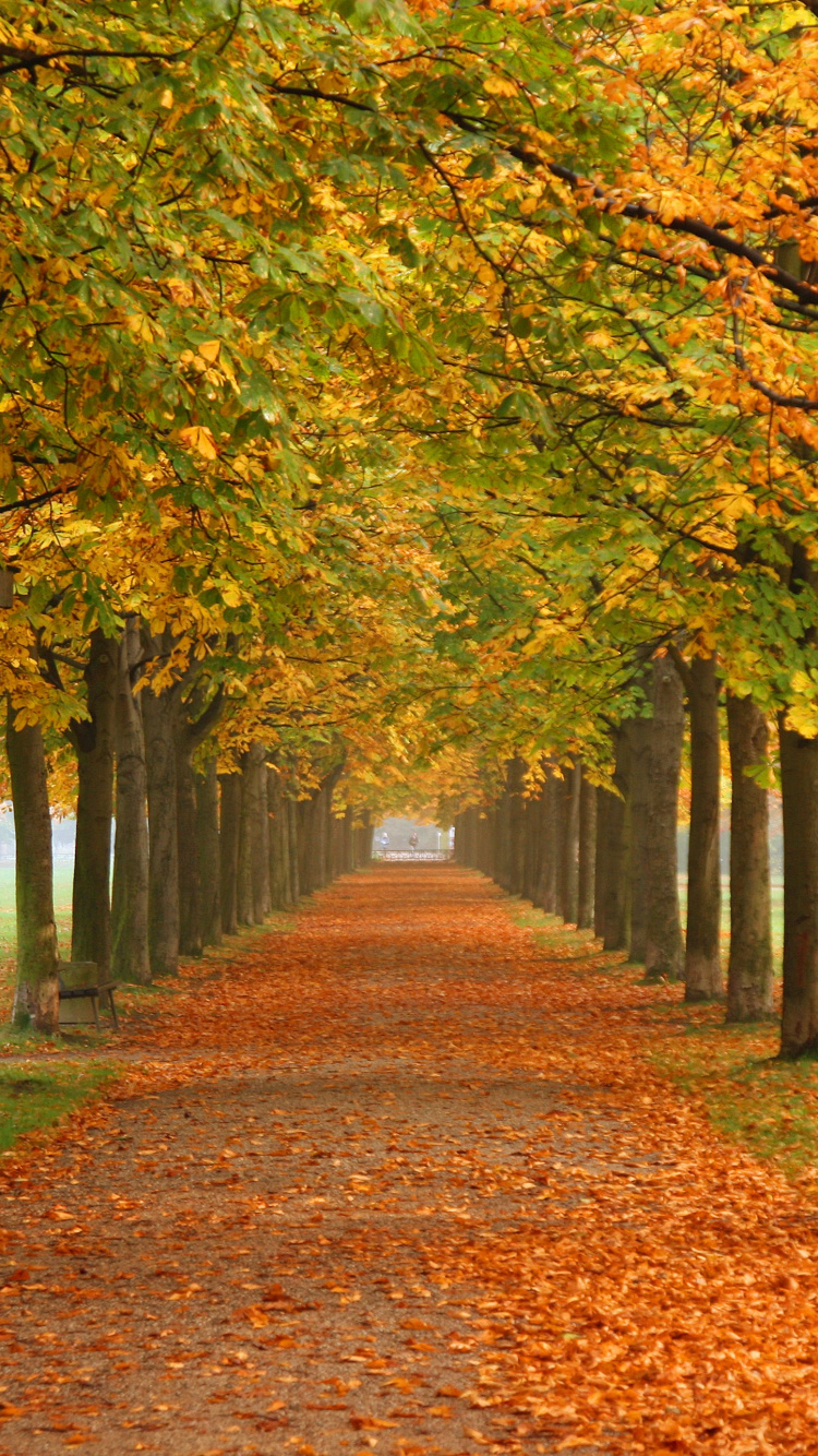 Braune Blätter am Boden. Wallpaper in 750x1334 Resolution