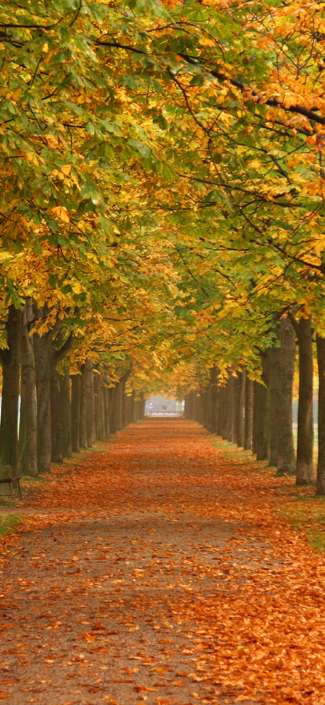Feuilles Brunes au Sol. Wallpaper in 1125x2436 Resolution