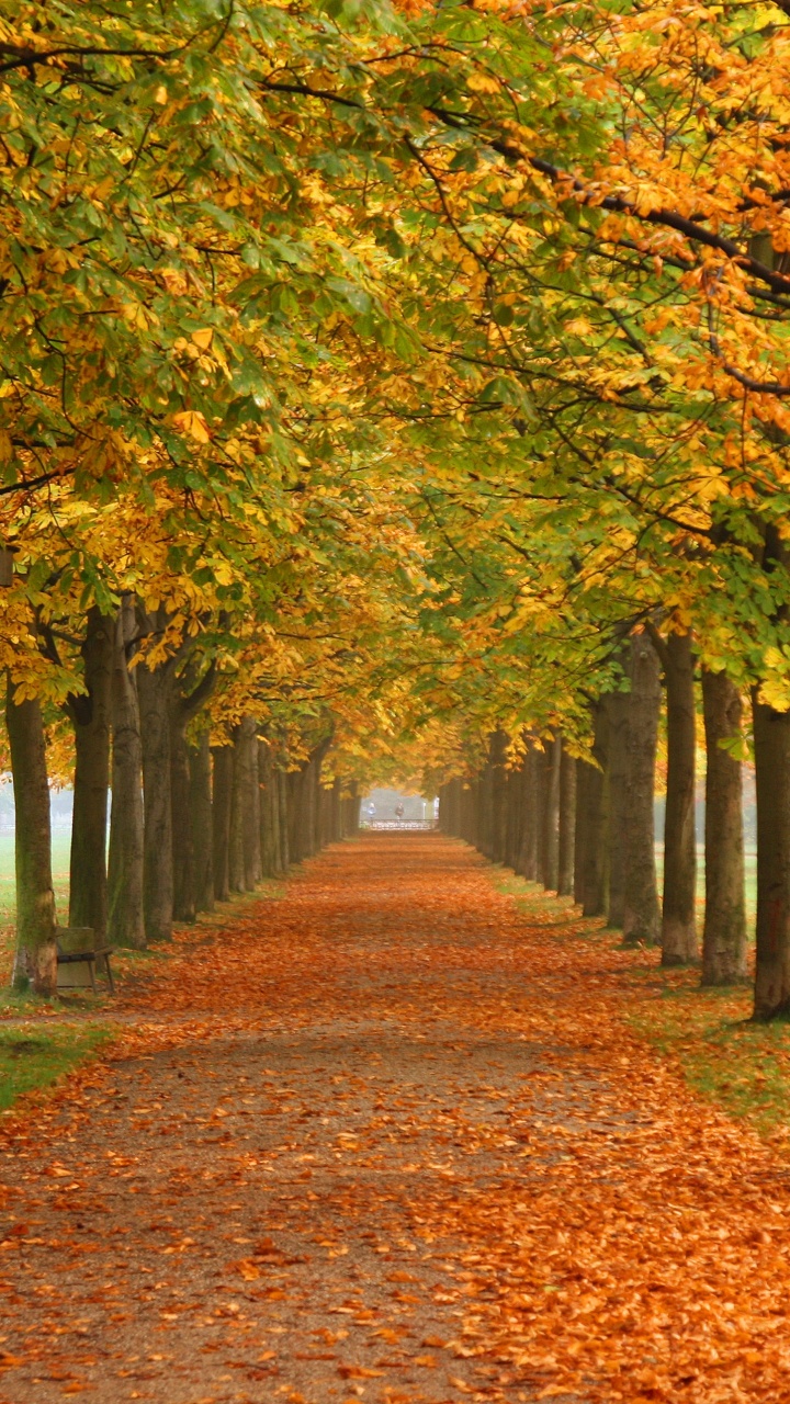 Feuilles Brunes au Sol. Wallpaper in 720x1280 Resolution