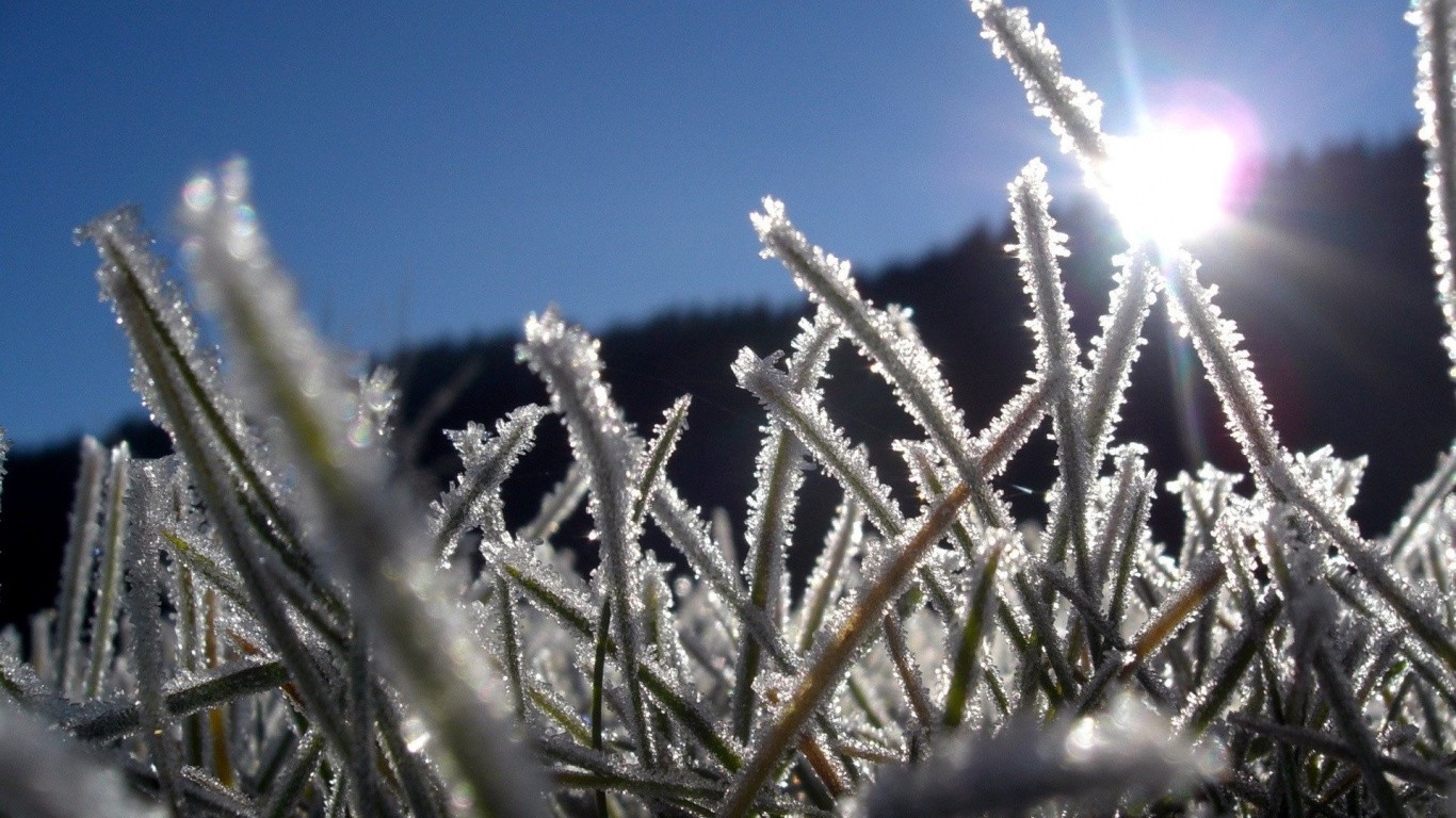 草, 阳光, 草家庭, 我的世界, 树枝 壁纸 1366x768 允许