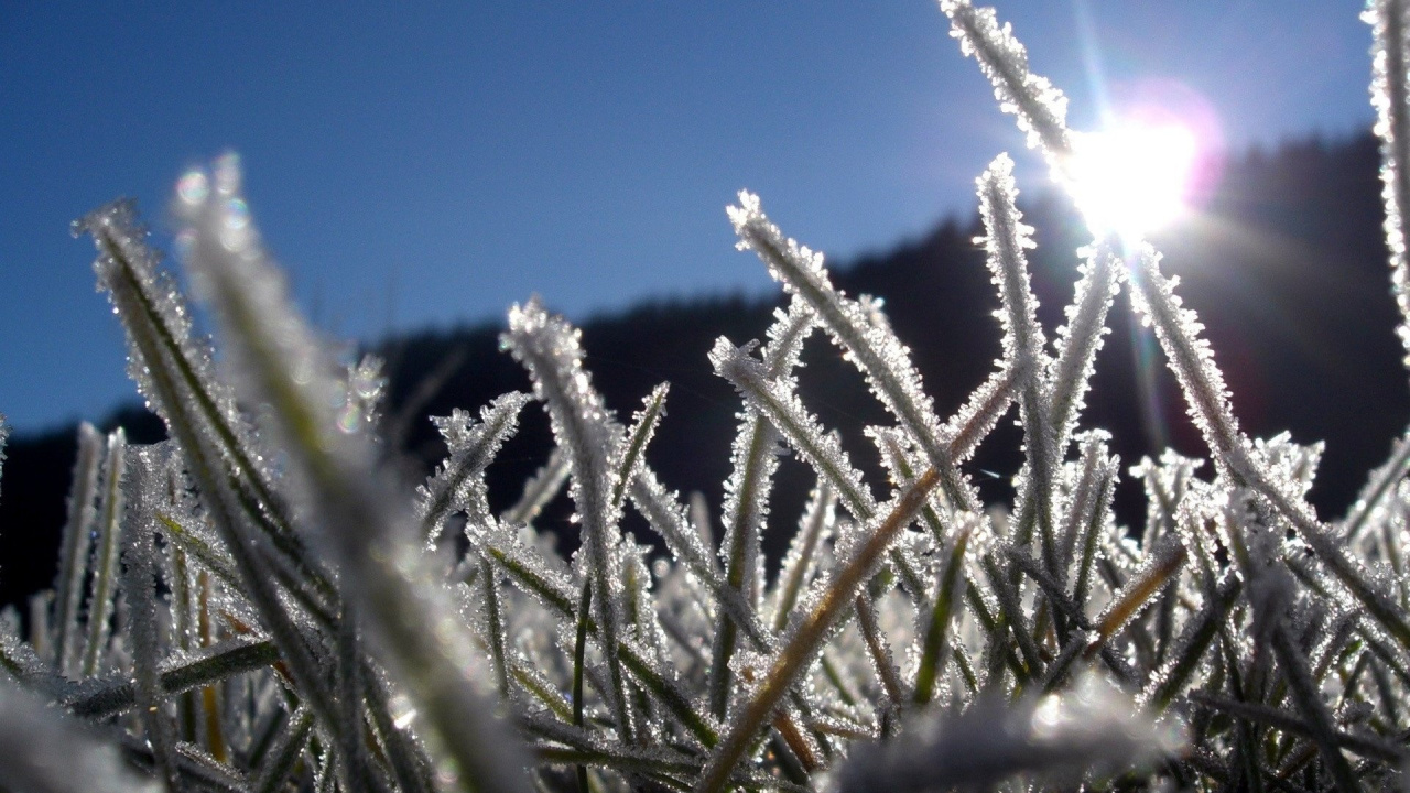 Herbe Verte Sous Ciel Bleu Pendant la Journée. Wallpaper in 1280x720 Resolution