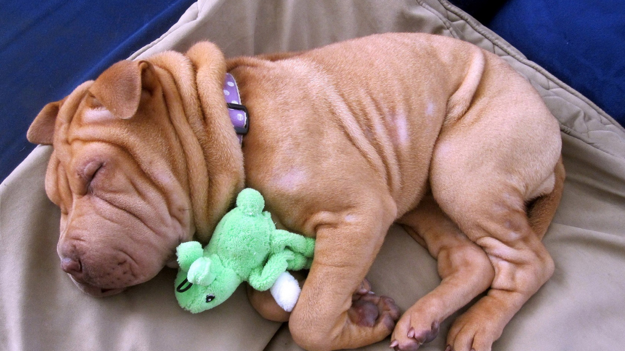 Chien à Poil Court Brun Allongé Sur Textile Gris. Wallpaper in 1280x720 Resolution