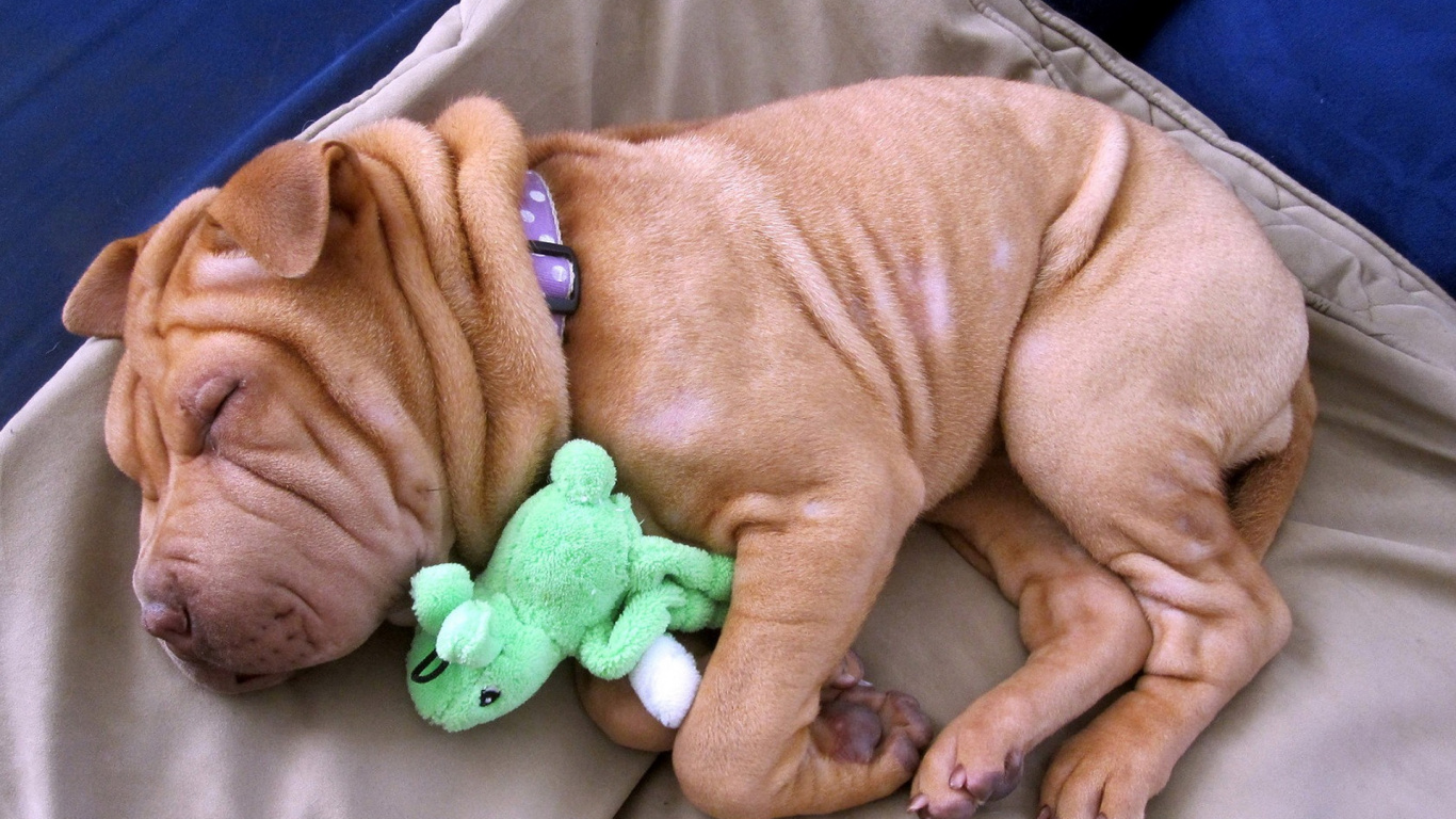Brown Short Coated Dog Lying on Gray Textile. Wallpaper in 1366x768 Resolution