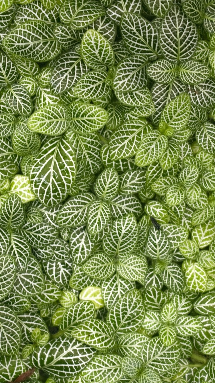 Weißes Und Grünes Florales Textil. Wallpaper in 720x1280 Resolution