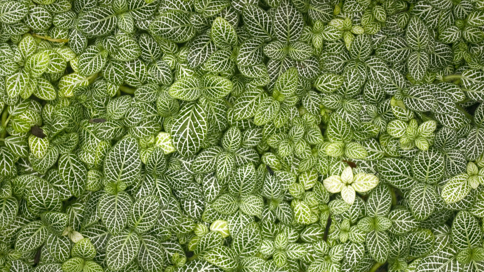 Textile Floral Blanc et Vert. Wallpaper in 1920x1080 Resolution