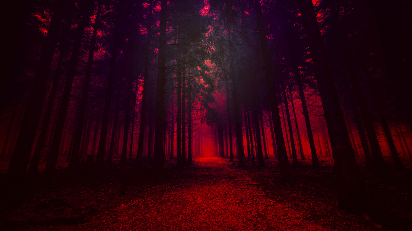 Pathway in The Woods During Night Time. Wallpaper in 1366x768 Resolution