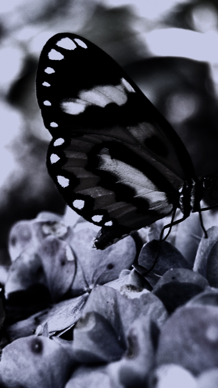 Papillon Noir et Blanc Sur Des Pierres Grises Dans la Photographie en Niveaux de Gris. Wallpaper in 750x1334 Resolution
