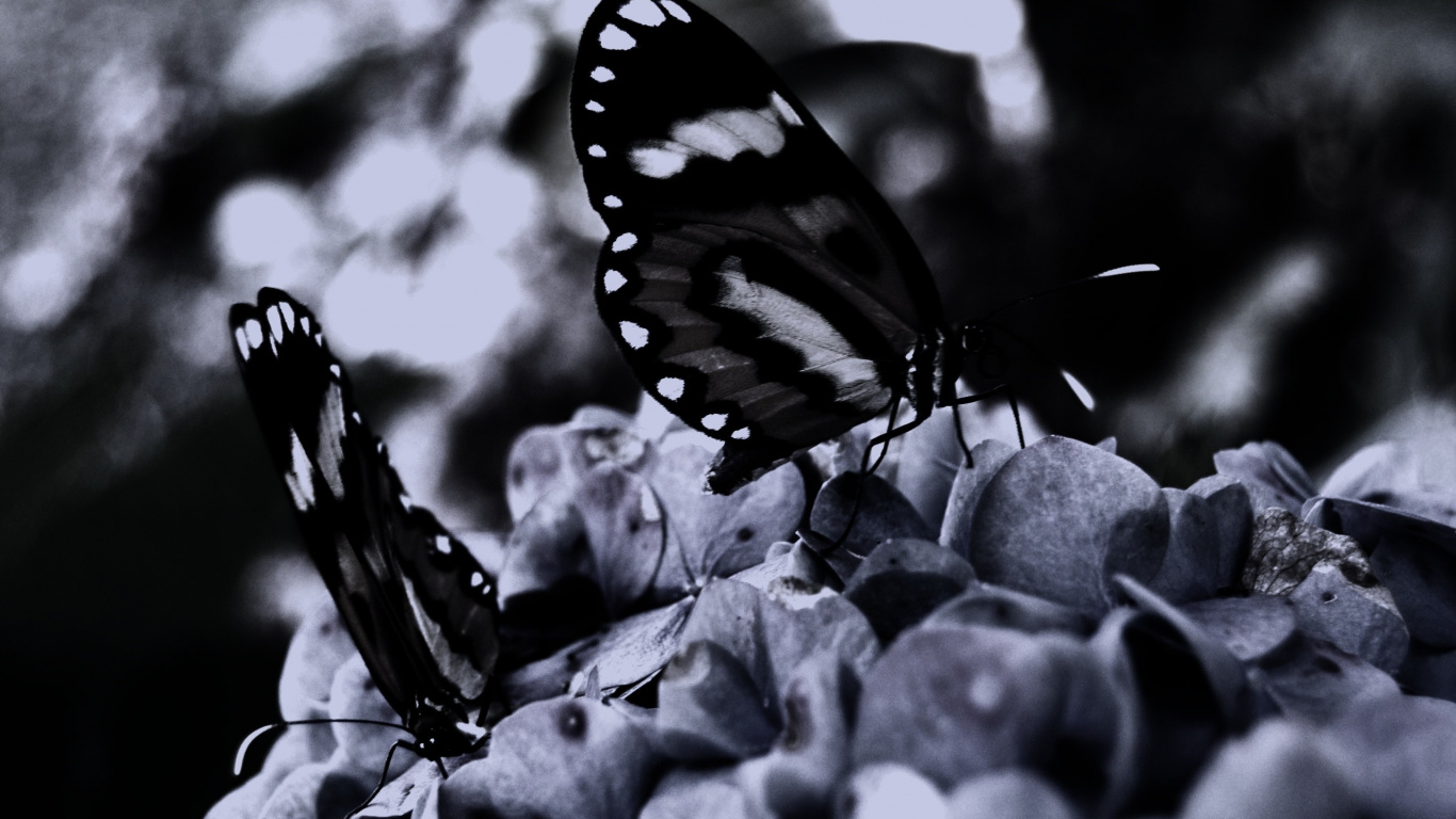 Black and White Butterfly on Gray Stones in Grayscale Photography. Wallpaper in 1366x768 Resolution