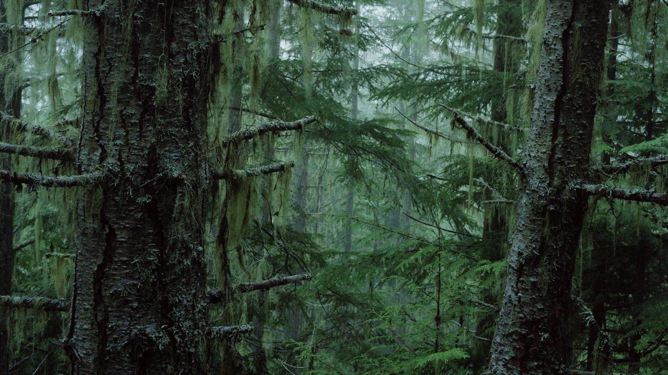 Green Trees in Forest During Daytime. Wallpaper in 1366x768 Resolution