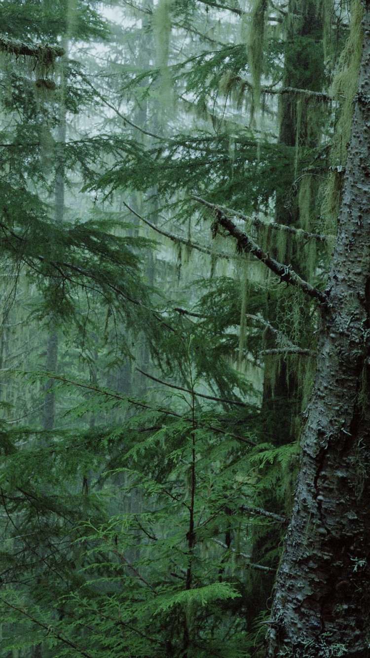Green Trees in Forest During Daytime. Wallpaper in 750x1334 Resolution