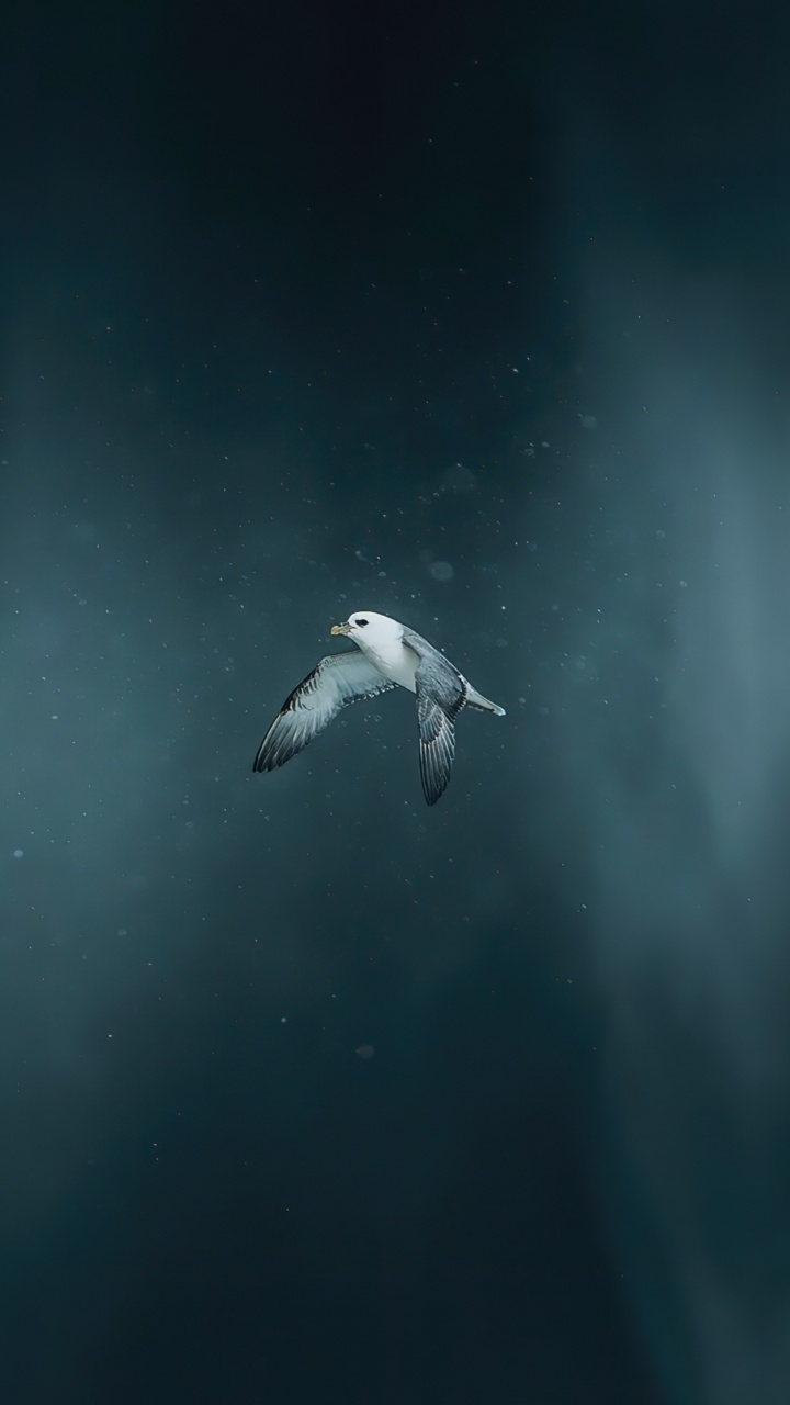 Eau, Terre, Mer, L'atmosphère de la Terre, Biologie. Wallpaper in 720x1280 Resolution