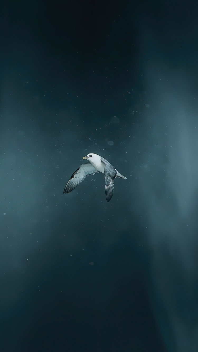 Water, Earth, Sea, Atmosphere of Earth, Biology. Wallpaper in 750x1334 Resolution