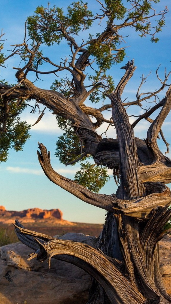 Brauner Baumstamm Auf Braunem Feld Tagsüber. Wallpaper in 720x1280 Resolution