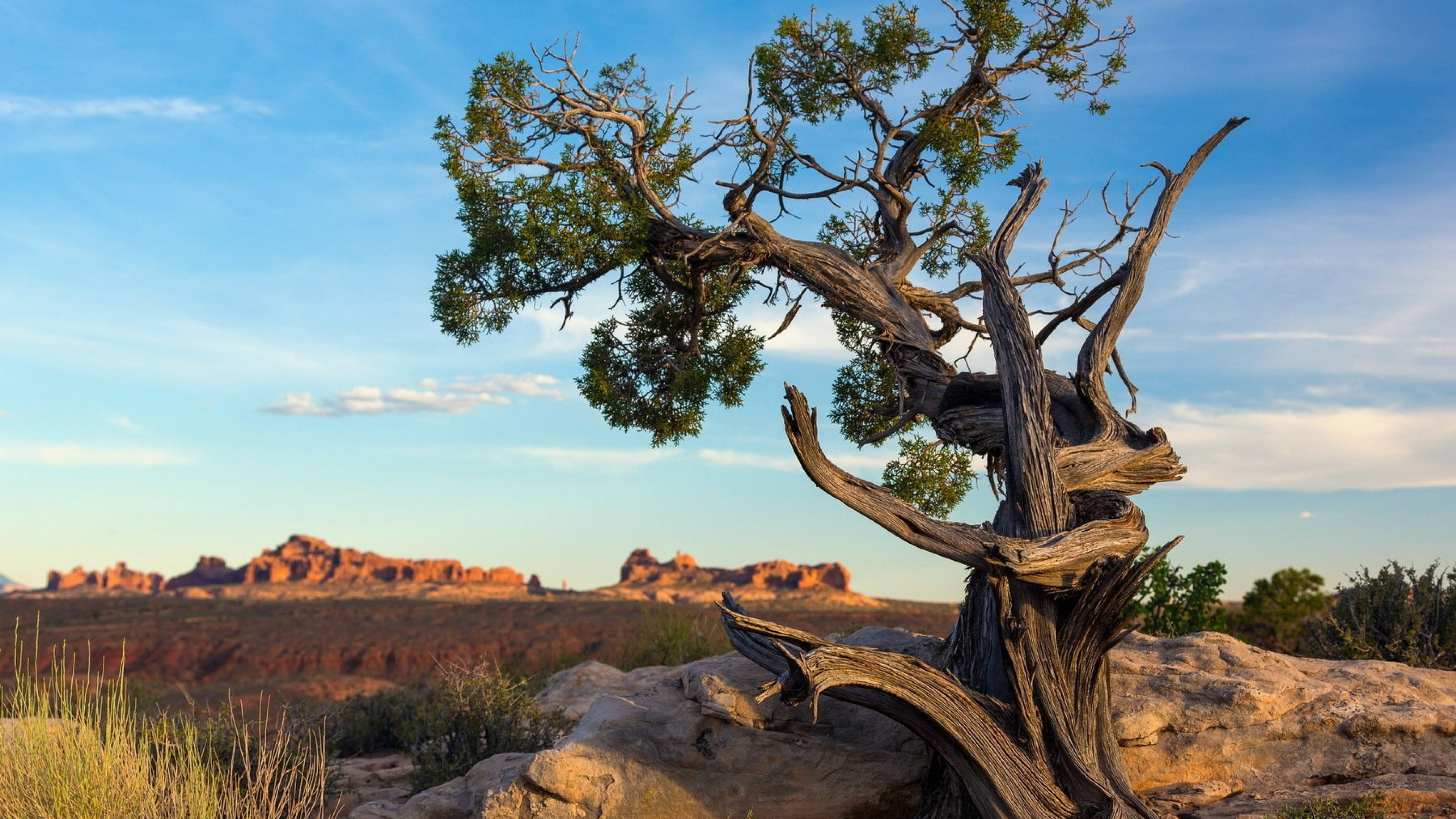 Tronc D'arbre Brun Sur Champ Brun Pendant la Journée. Wallpaper in 3840x2160 Resolution