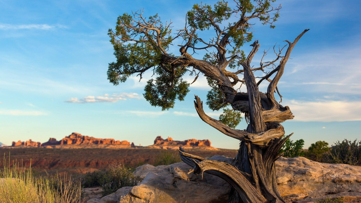 Tronco de Árbol Marrón en Campo Marrón Durante el Día. Wallpaper in 1366x768 Resolution