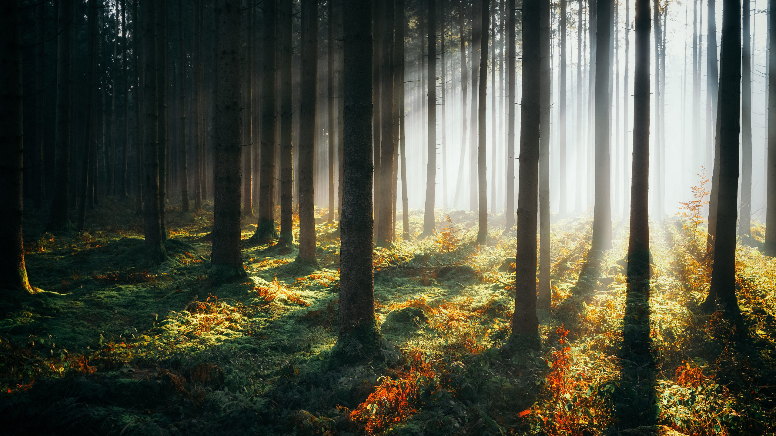 Forest, Plant, Atmosphere, Ecoregion, People in Nature. Wallpaper in 2560x1440 Resolution