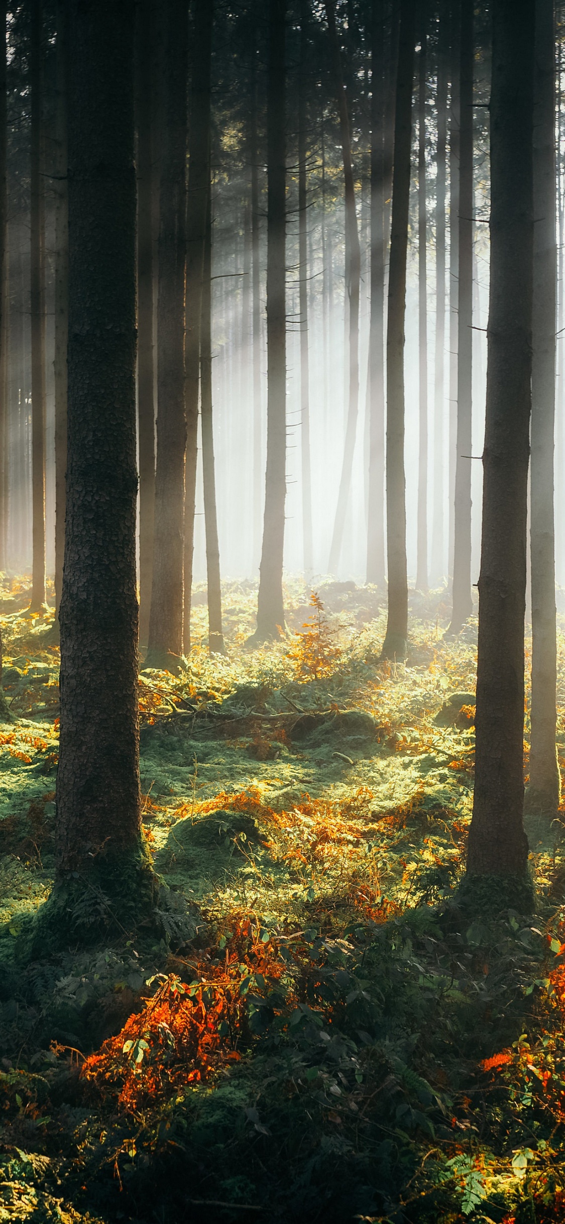 Forêt, Atmosphère, L'écorégion, Les Gens Dans la Nature, Paysage Naturel. Wallpaper in 1125x2436 Resolution