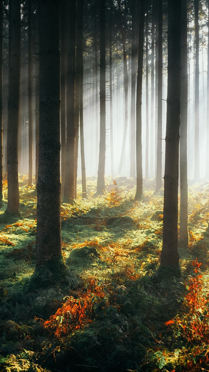 Forêt, Atmosphère, L'écorégion, Les Gens Dans la Nature, Paysage Naturel. Wallpaper in 720x1280 Resolution