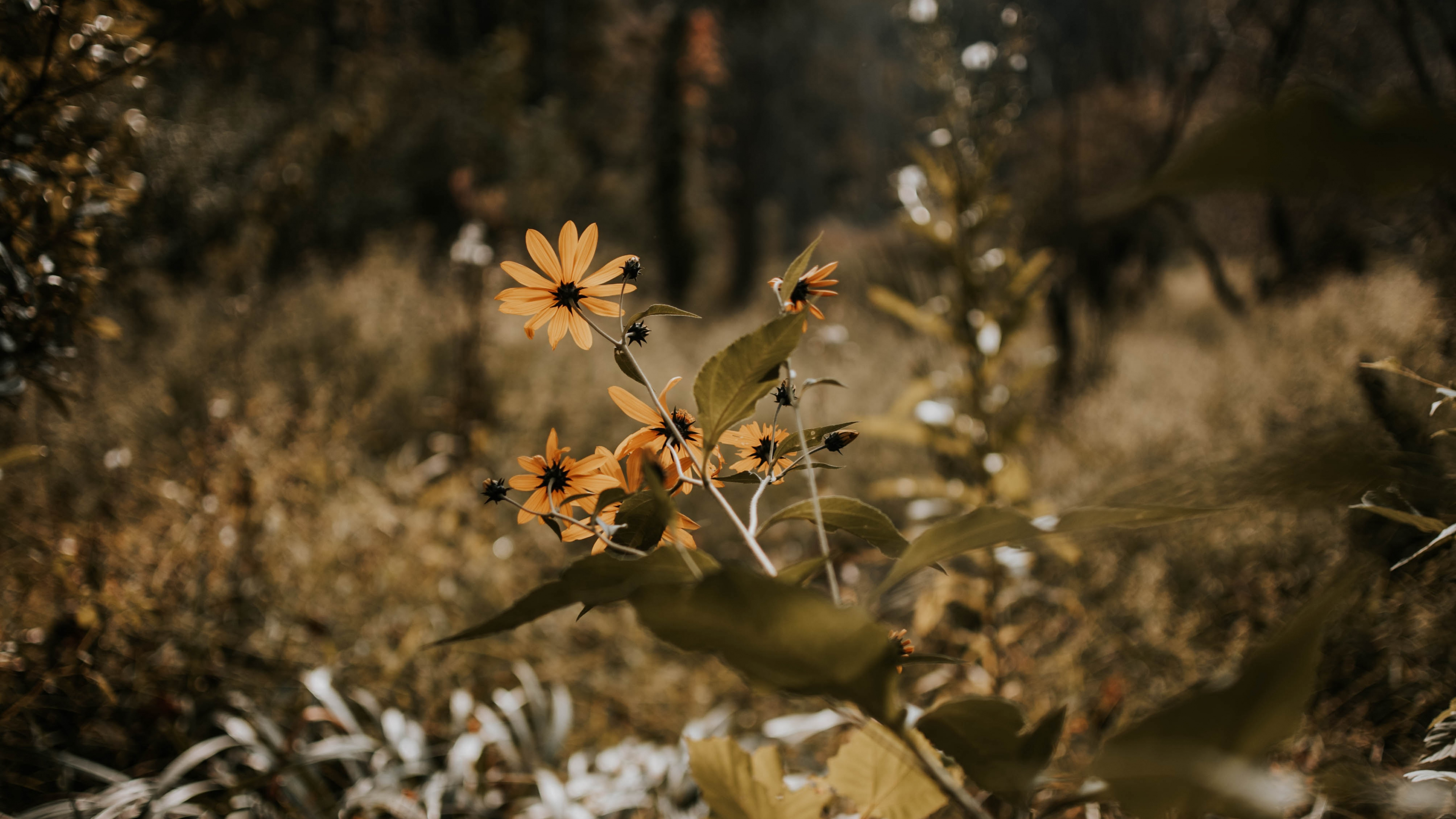 Natur, Blatt, Vegetation, Branch, Baum. Wallpaper in 3840x2160 Resolution