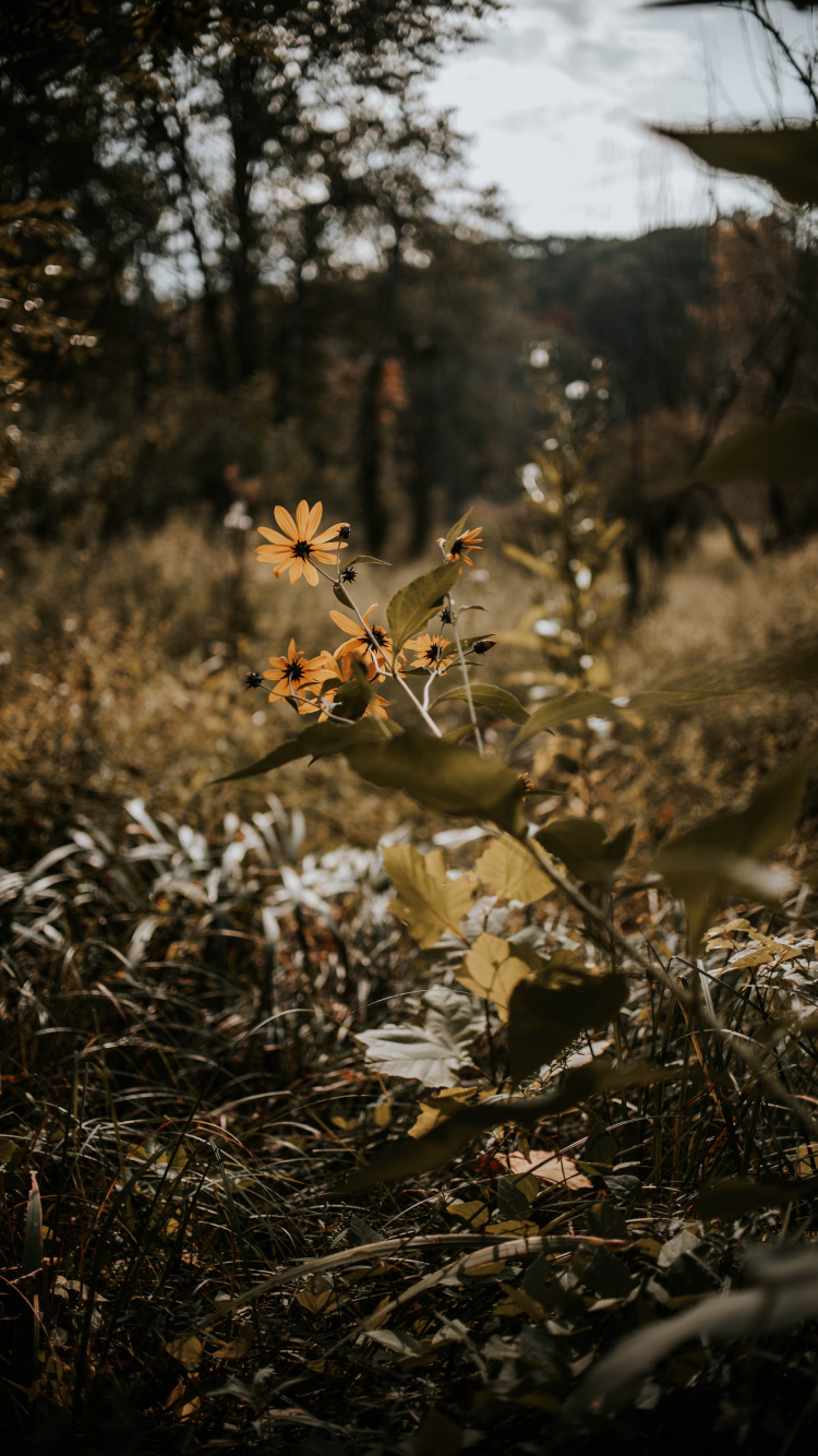 Natur, Blatt, Vegetation, Branch, Baum. Wallpaper in 750x1334 Resolution
