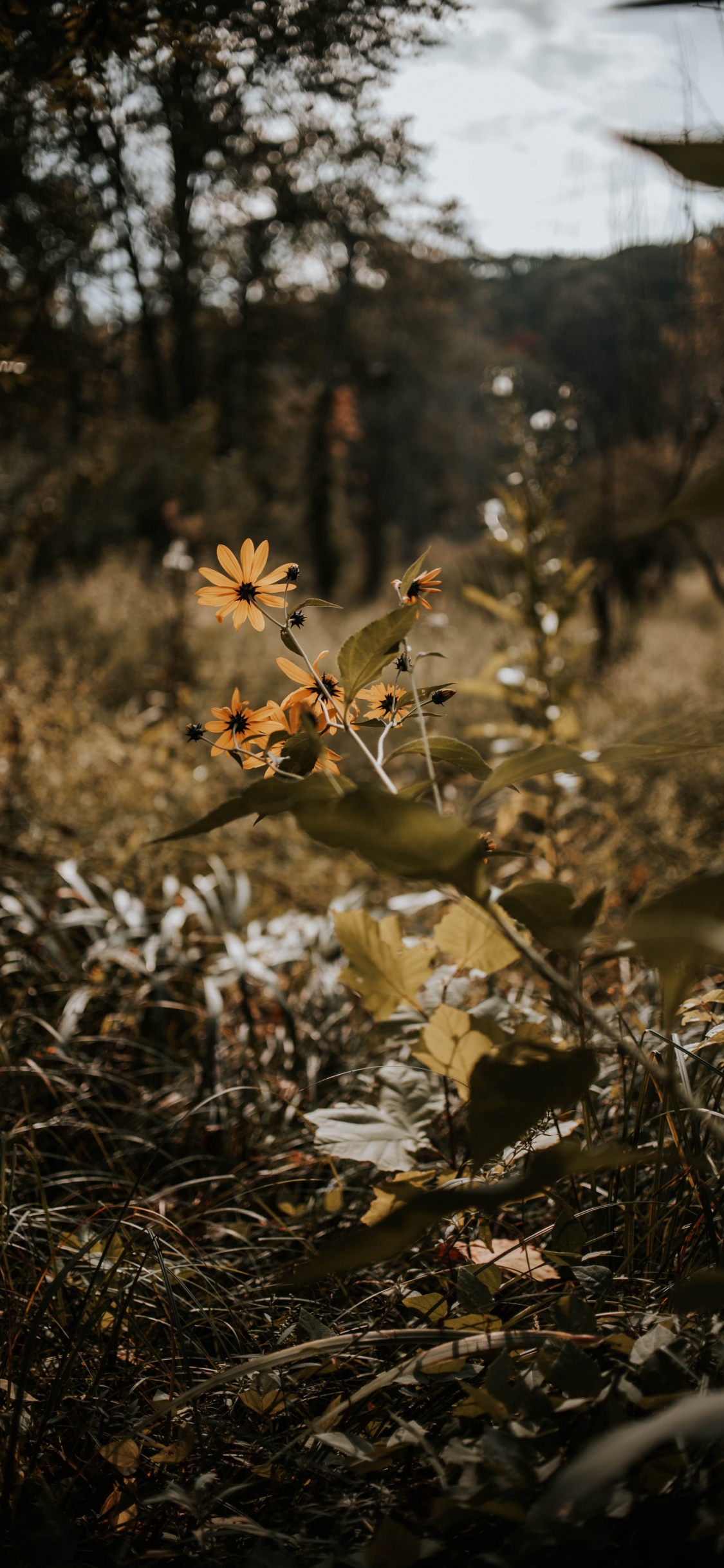 Nature, Feuille, Végétation, Lumière, Paysage Naturel. Wallpaper in 1125x2436 Resolution